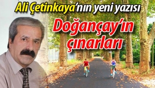 Doğançay'ın çınarları