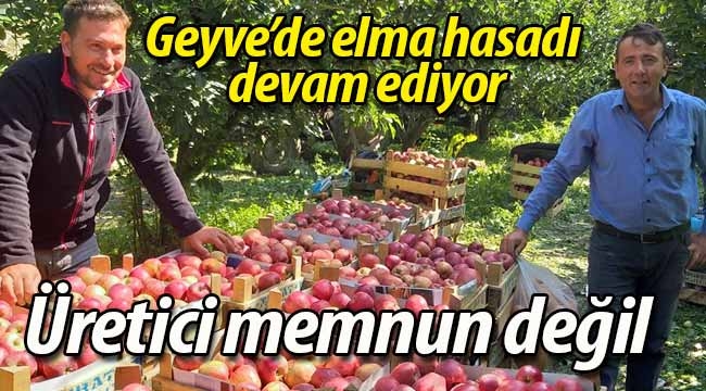 Geyve'de elma üreticisi memnun değil