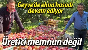 Geyve'de elma üreticisi memnun değil