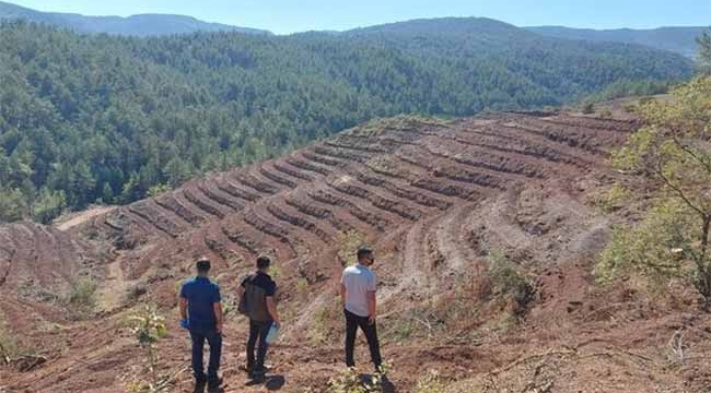 Sakarya'nın yüzde kaçı orman?