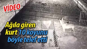 Ağıla giren kurt 10 koyunu böyle telef etti