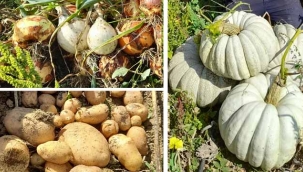 Geyve Çine'de üreticinin yüzü gülüyor