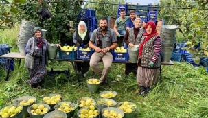 Geyve'de ayva bereketi.. 