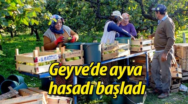 Geyve'de Ayva hasadı başladı...