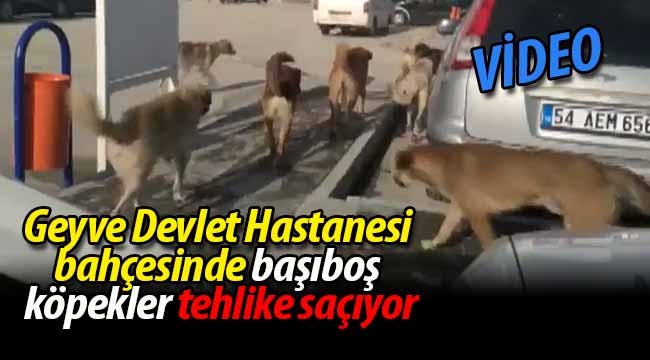 Geyve'de hastane bahçesinde başıboş köpekler tehlike saçıyor