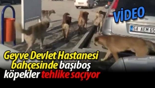 Geyve'de hastane bahçesinde başıboş köpekler tehlike saçıyor