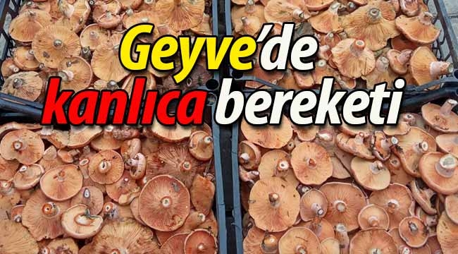 Geyve'de kanlıca bereketi