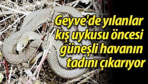 Geyve'de yılanlar güneşli havanın tadını çıkarıyor