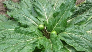 Ispanak diye yediler, 10 kişi zehirlendi