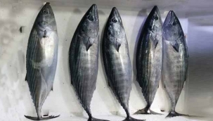 Palamut nesli tehlikede! 