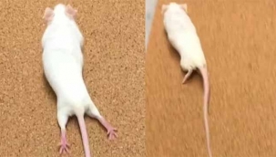 Felç tedavisinde devrim yaratacak jel