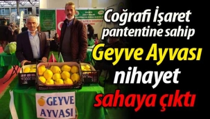 Geyve Ayvası nihayet sahaya çıktı