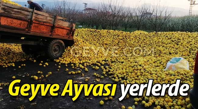 Geyve Ayvası yerlerde sürünüyor