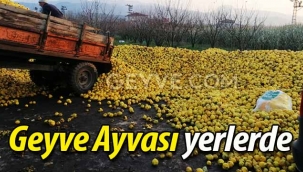 Geyve Ayvası yerlerde sürünüyor