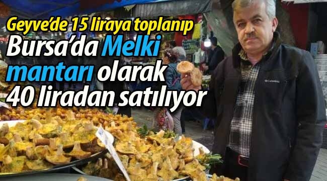 Geyve'de 15 liraya toplanıp Bursa'da 40 liraya satılıyor