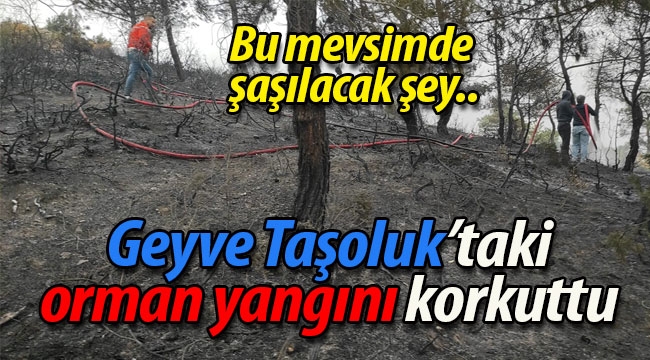 Geyve Taşoluk'taki orman yangını korkuttu