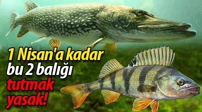 Bu 2 balığı tutmak 1 Nisan'a kadar yasak!