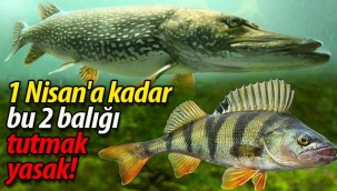 Bu 2 balığı tutmak 1 Nisan'a kadar yasak!