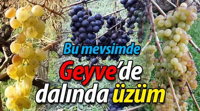 Bu mevsimde Geyve'de dalında üzüm