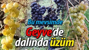 Bu mevsimde Geyve'de dalında üzüm