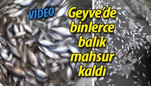 Geyve'de binlerce balık mahsur kaldı