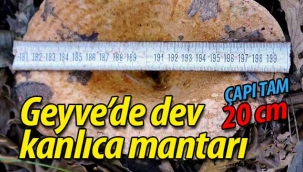 Geyve'de dev kanlıca mantarı