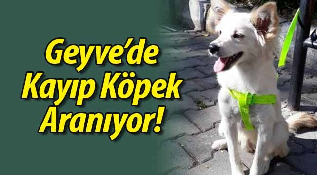 Geyve'de Kayıp Köpek Aranıyor! 