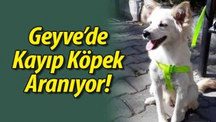 Geyve'de Kayıp Köpek Aranıyor! 