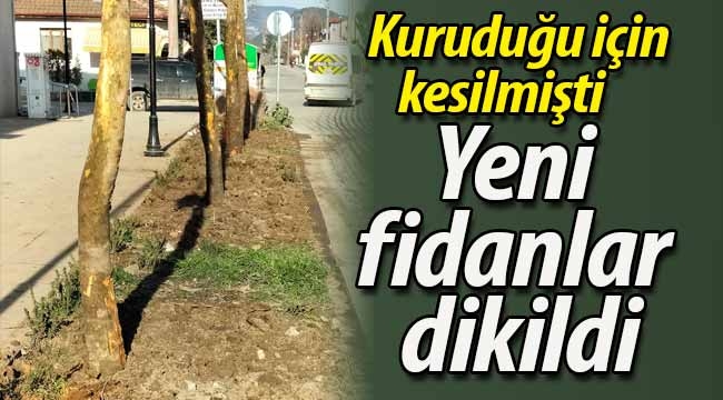 Yeni fidanlar dikildi