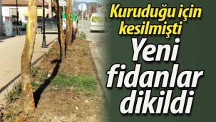 Yeni fidanlar dikildi