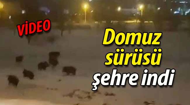 Domuz sürüsü şehre indi!