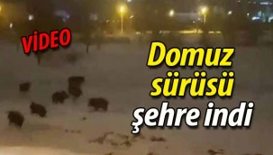 Domuz sürüsü şehre indi!