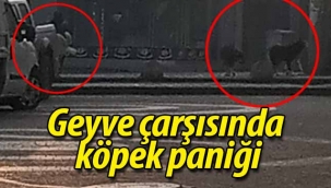 Geyve çarşısında köpek paniği