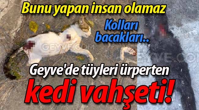 Geyve'de tüyleri ürperten kedi vahşeti!