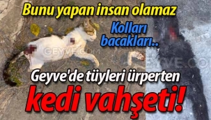 Geyve'de tüyleri ürperten kedi vahşeti!