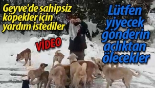 Geyveli hayvanseverlerin çığlığı: "Lütfen yiyecek gönderin açlıktan ölecekler"