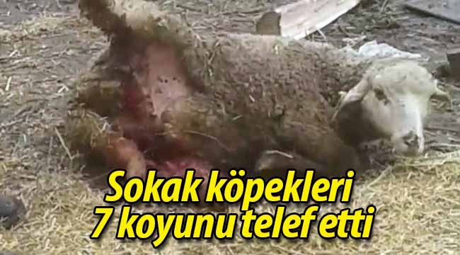 Sokak köpekleri 7 koyunu telef etti