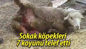 Sokak köpekleri 7 koyunu telef etti