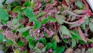 Geyve'de kaldirek sezonu açıldı