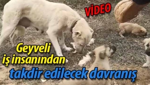 Geyveli iş insanının merhameti