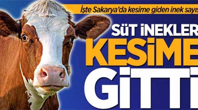 Süt inekleri kesime gitti!