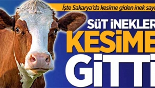 Süt inekleri kesime gitti!