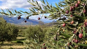 21 milyon zeytin ağacı telef oldu: Fiyatlar artabilir