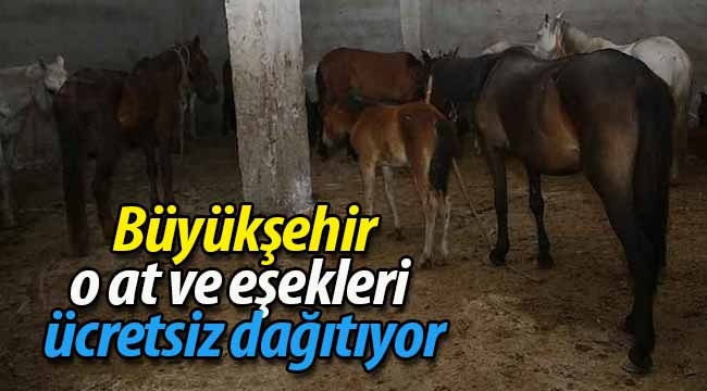 Büyükşehir, o at ve eşekleri ücretsiz dağıtıyor