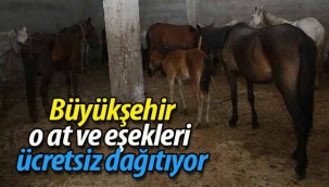 Büyükşehir, o at ve eşekleri ücretsiz dağıtıyor