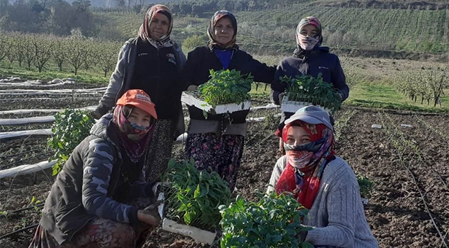 Geyve'de çimler dikiliyor