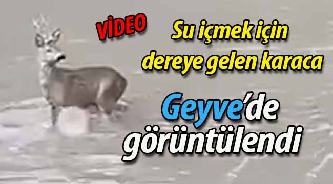 Geyve'de karaca böyle görüntülendi