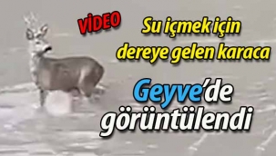 Geyve'de karaca böyle görüntülendi