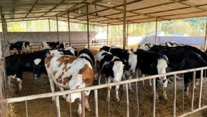 Sakarya'da kurbanlık hisse fiyatları açıklandı!