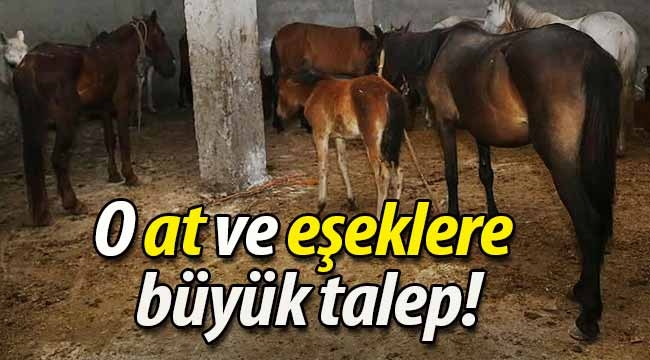 O at ve eşeklere büyük talep!